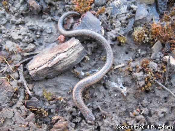 Gabilan Mountains Slender Salamander (Batrachoseps gavilanensis)