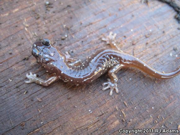 Arboreal Salamander (Aneides lugubris)