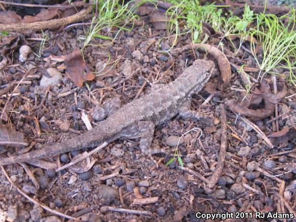 Coast Range Fence Lizard (Sceloporus occidentalis bocourtii)