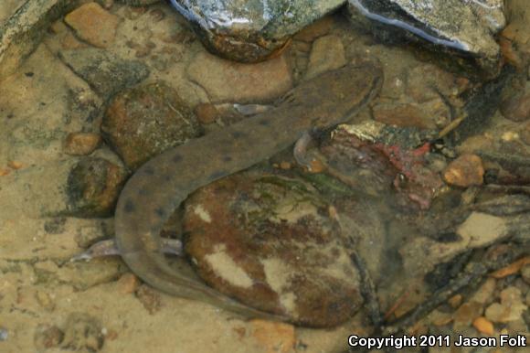 Common Mudpuppy (Necturus maculosus maculosus)