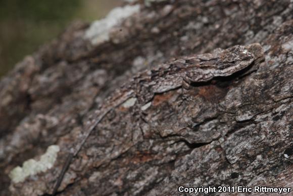 Texas Tree Lizard (Urosaurus ornatus ornatus)