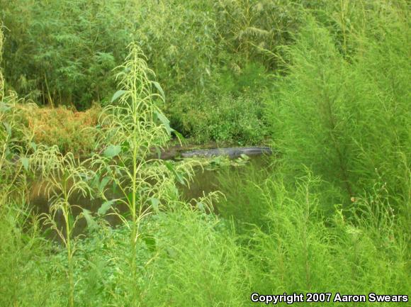 American Alligator (Alligator mississippiensis)