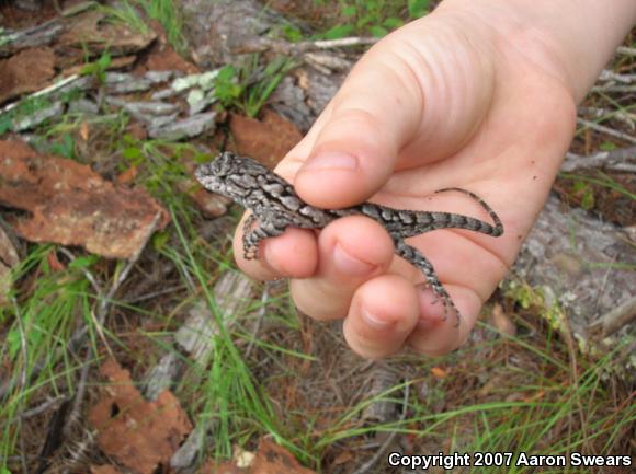 Eastern Fence Lizard (Sceloporus undulatus)