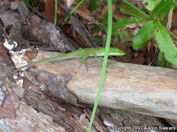 Green Anole (Anolis carolinensis)