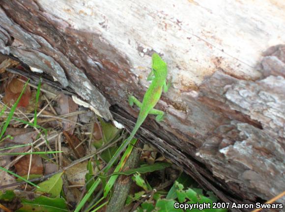 Green Anole (Anolis carolinensis)