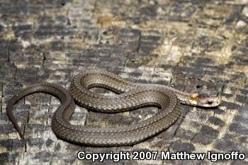 Red-bellied Snake (Storeria occipitomaculata)