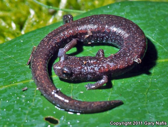 Sequoia Slender Salamander (Batrachoseps kawia)