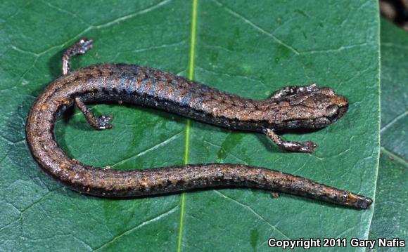 Sequoia Slender Salamander (Batrachoseps kawia)