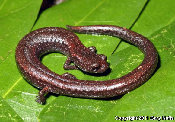 Sequoia Slender Salamander (Batrachoseps kawia)