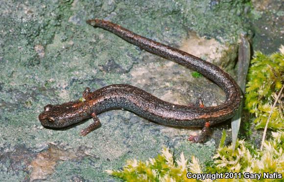 Kings River Slender Salamander (Batrachoseps regius)