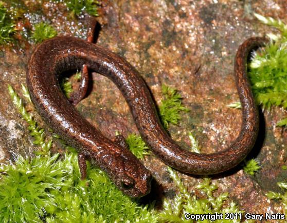 Kings River Slender Salamander (Batrachoseps regius)