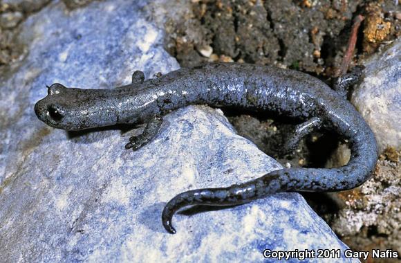 Inyo Mountains Salamander (Batrachoseps campi)