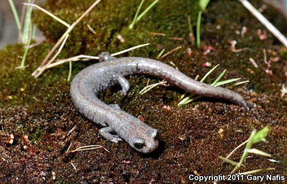 Inyo Mountains Salamander (Batrachoseps campi)