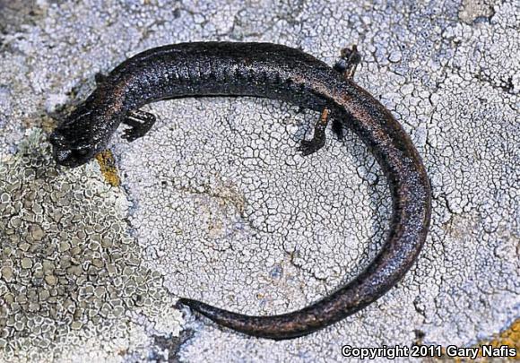 Lesser Slender Salamander (Batrachoseps minor)