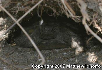 Gopher Tortoise (Gopherus polyphemus)