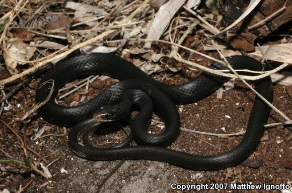 Southern Black Racer (Coluber constrictor priapus)