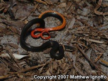 Southern Ring-necked Snake (Diadophis punctatus punctatus)