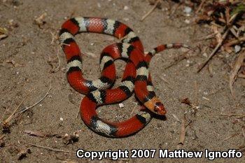 Florida Scarletsnake (Cemophora coccinea coccinea)