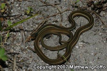 Peninsula Ribbonsnake (Thamnophis sauritus sackenii)