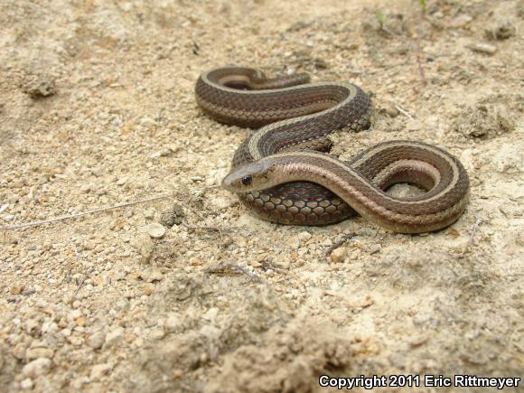 Short-headed Gartersnake (Thamnophis brachystoma)