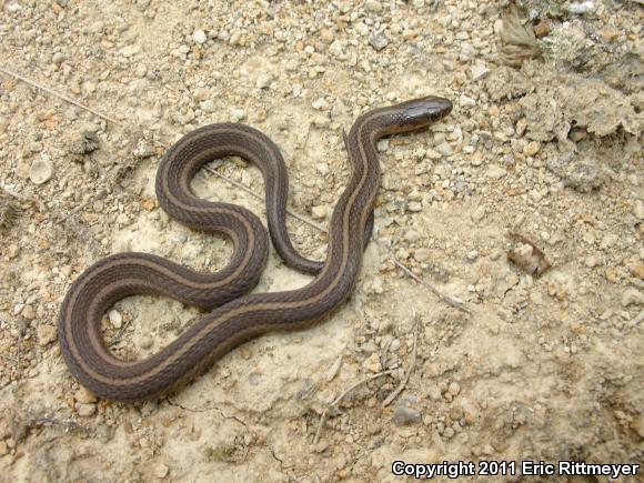 Short-headed Gartersnake (Thamnophis brachystoma)