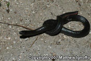 Black Swampsnake (Seminatrix pygaea)