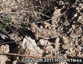 Blainville's Horned Lizard (Phrynosoma blainvillii)