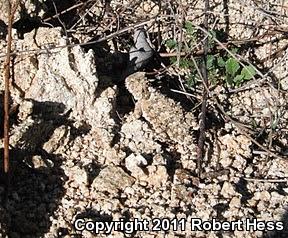 Blainville's Horned Lizard (Phrynosoma blainvillii)