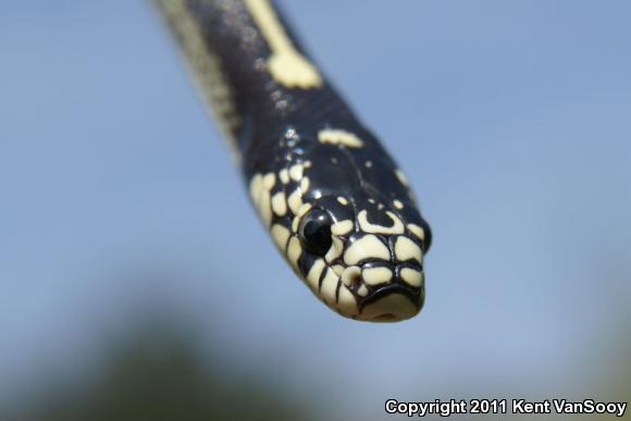 California Kingsnake (Lampropeltis getula californiae)