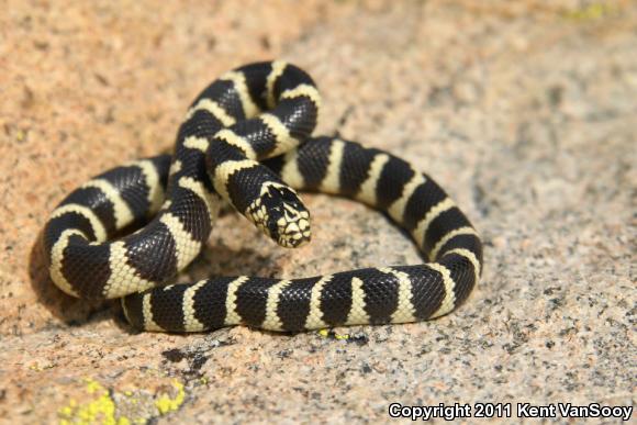 California Kingsnake (Lampropeltis getula californiae)