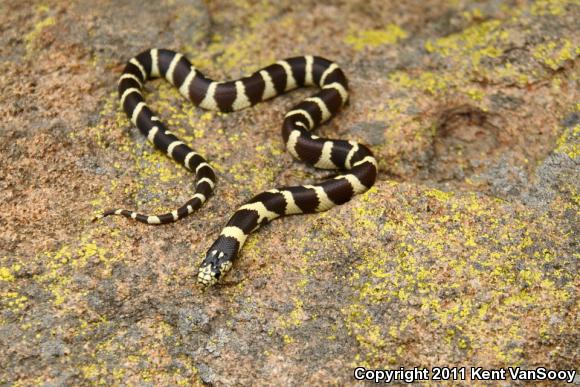 California Kingsnake (Lampropeltis getula californiae)