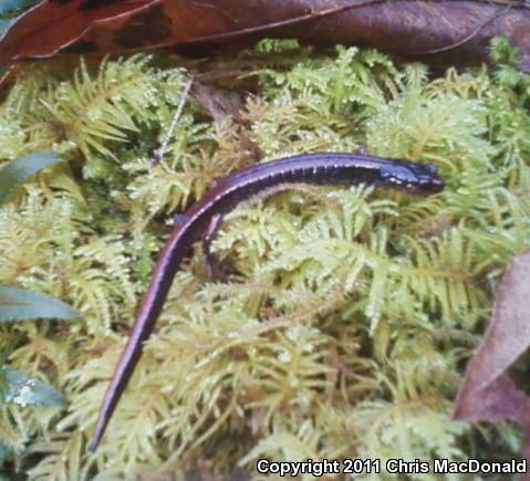 Western Red-backed Salamander (Plethodon vehiculum)