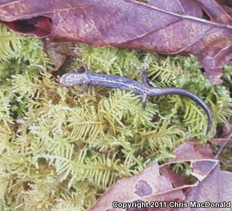 Western Red-backed Salamander (Plethodon vehiculum)