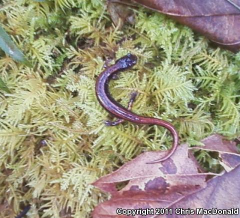 Western Red-backed Salamander (Plethodon vehiculum)