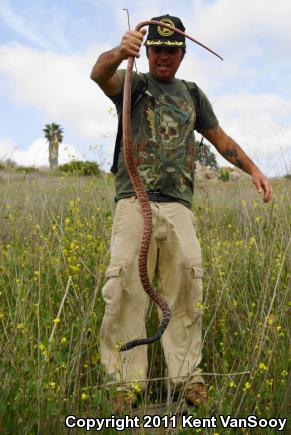 Red Racer (Coluber flagellum piceus)