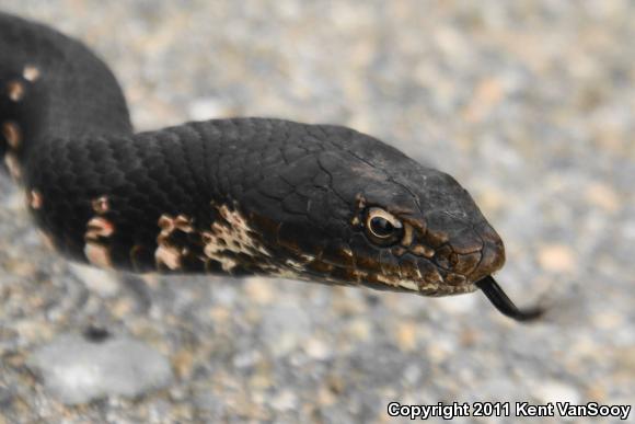 Red Racer (Coluber flagellum piceus)