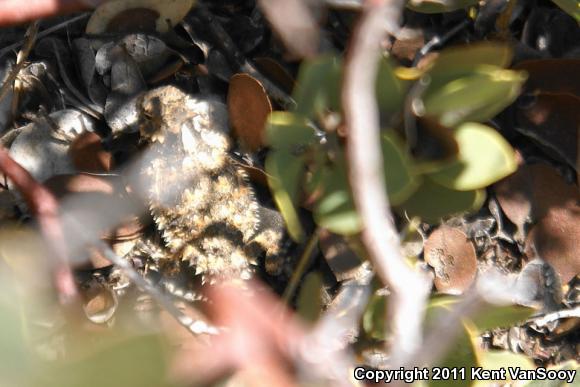 Blainville's Horned Lizard (Phrynosoma blainvillii)