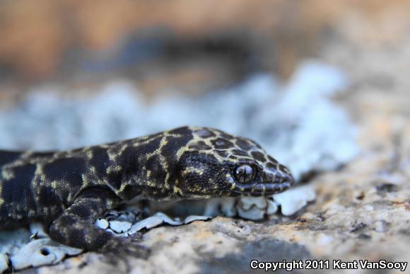 Granite Night Lizard (Xantusia henshawi)