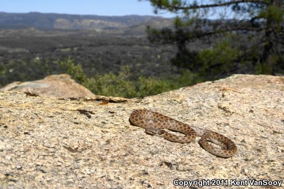 San Diego Nightsnake (Hypsiglena ochrorhyncha klauberi)