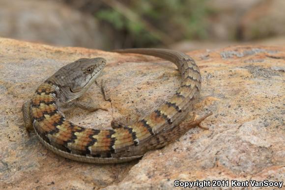 San Diego Alligator Lizard (Elgaria multicarinata webbii)