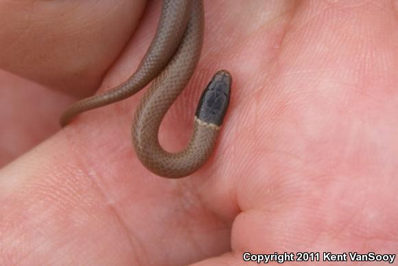 Western Black-headed Snake (Tantilla planiceps)