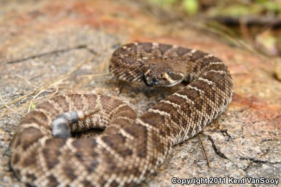 Red Diamond Rattlesnake (Crotalus ruber)