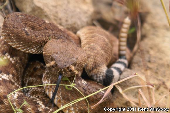 Red Diamond Rattlesnake (Crotalus ruber)