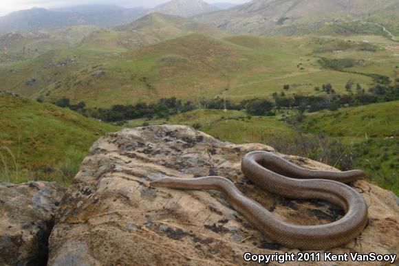 Coastal Rosy Boa (Lichanura trivirgata roseofusca)