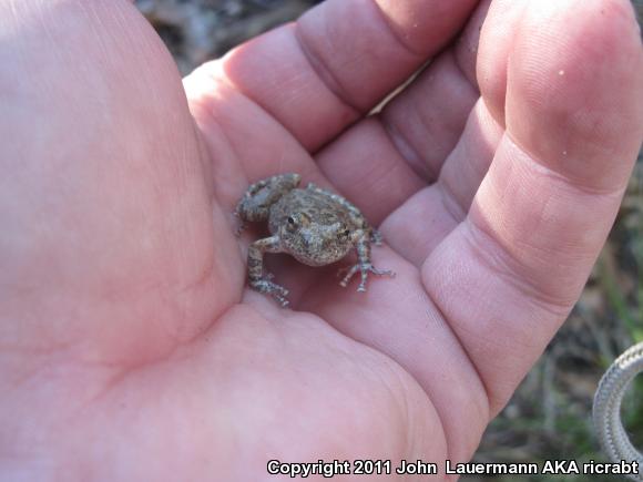 California Treefrog (Pseudacris cadaverina)