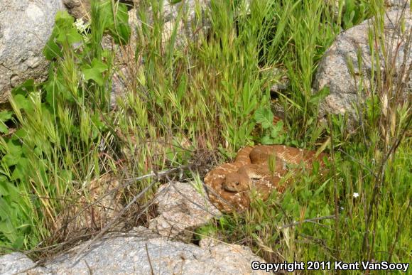 Red Diamond Rattlesnake (Crotalus ruber)