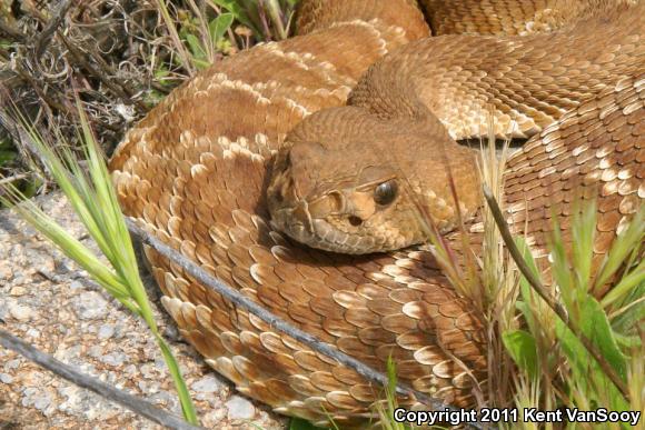 Red Diamond Rattlesnake (Crotalus ruber)