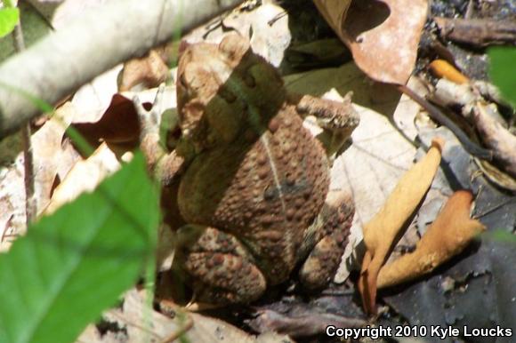 Fowler's Toad (Anaxyrus fowleri)