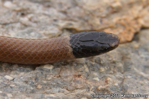 Western Black-headed Snake (Tantilla planiceps)