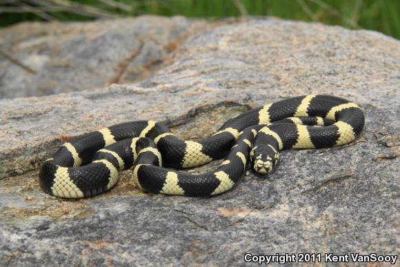 California Kingsnake (Lampropeltis getula californiae)